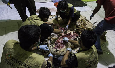 Sadis, Harimau Sumatera di Riau Mati Dijerat Pemburu di Kawasan Kabupaten Siak